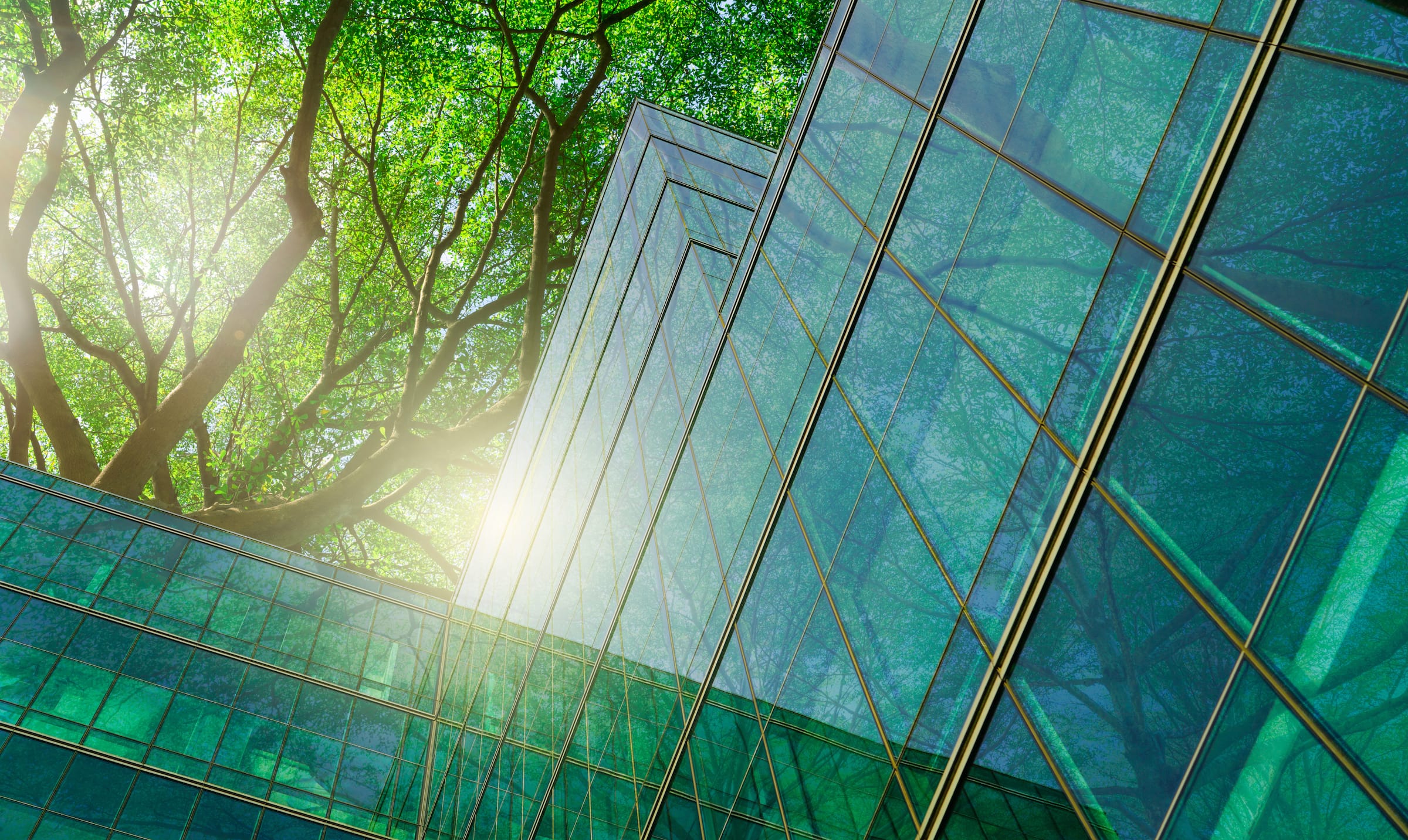 Image of glass building with tree canopy above